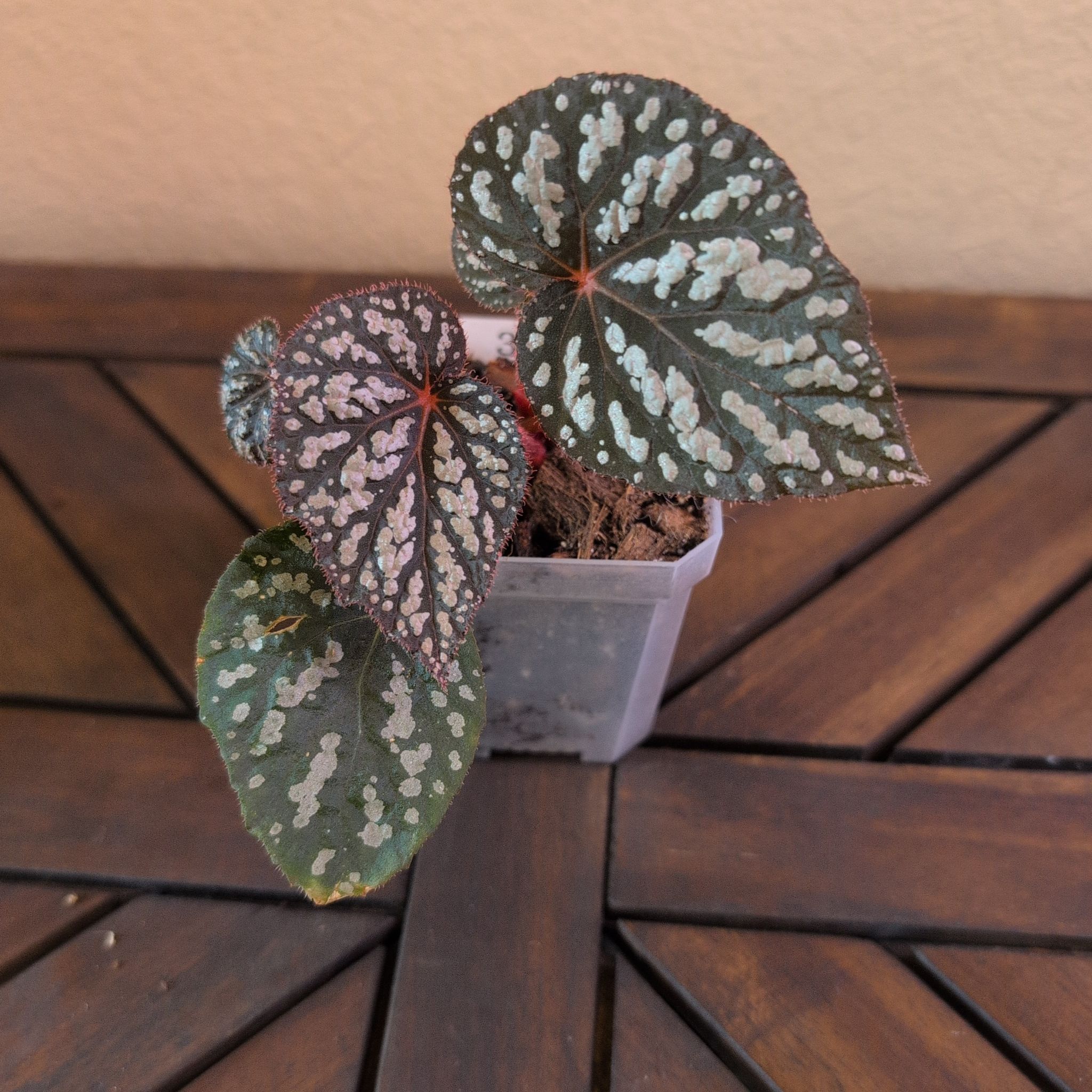 Photo of the plant species Blue Begonia by @MariSass named Begonia Blue Betsy on Greg, the plant care app