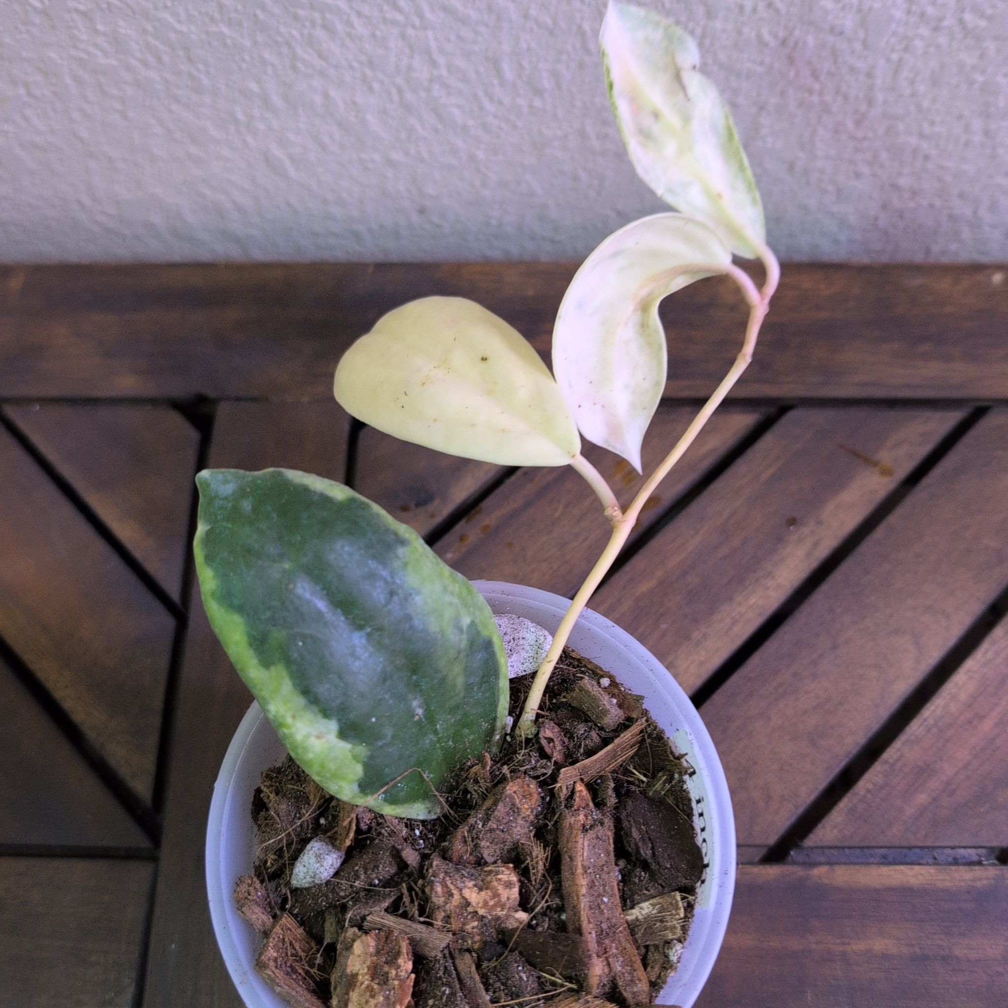 Photo of the plant species Hoya Eclipse by @MariSass named Hoya Incrassata Moon Shadow on Greg, the plant care app
