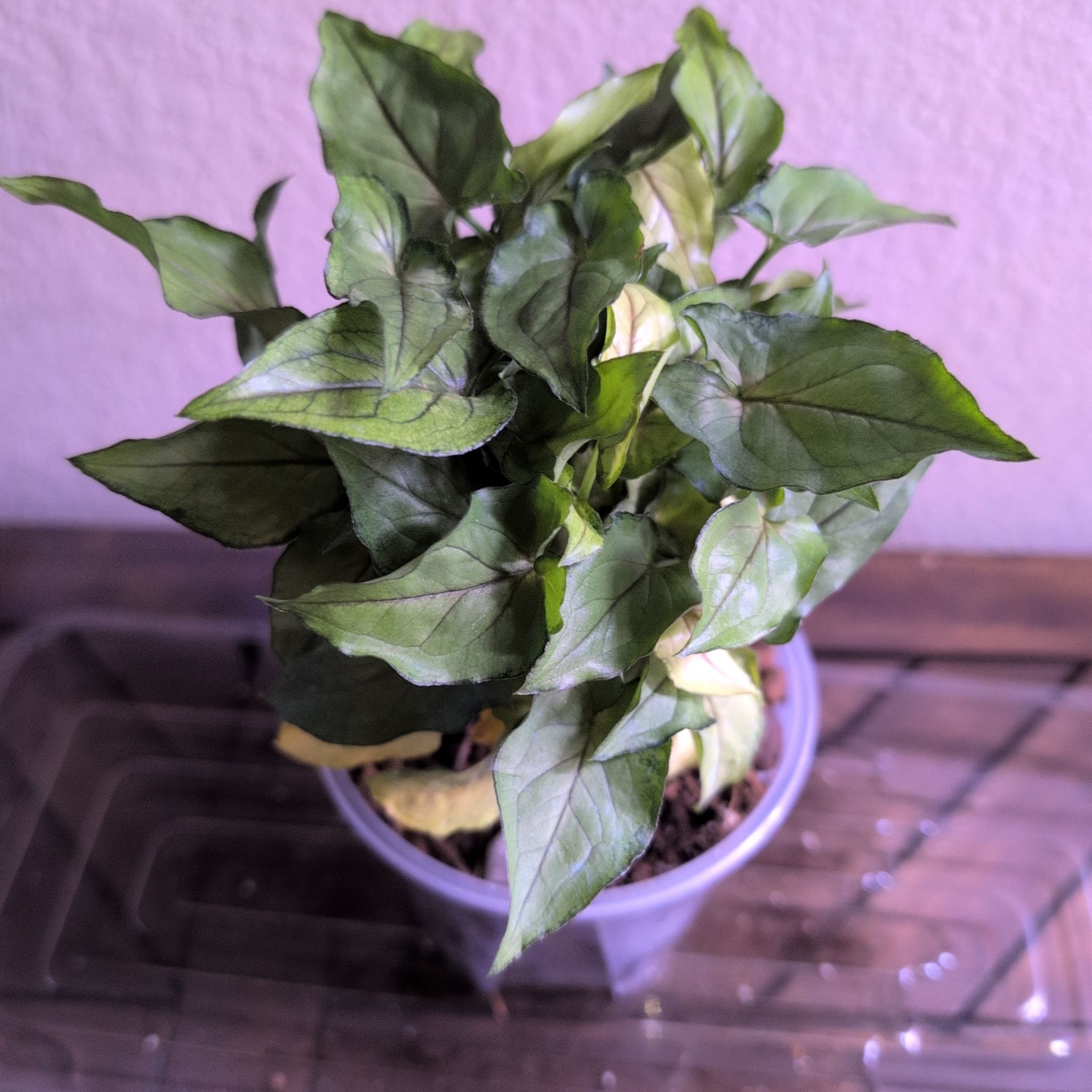 Photo of the plant species Goosefoot Plant by @MariSass named Syngonium Red Yami on Greg, the plant care app