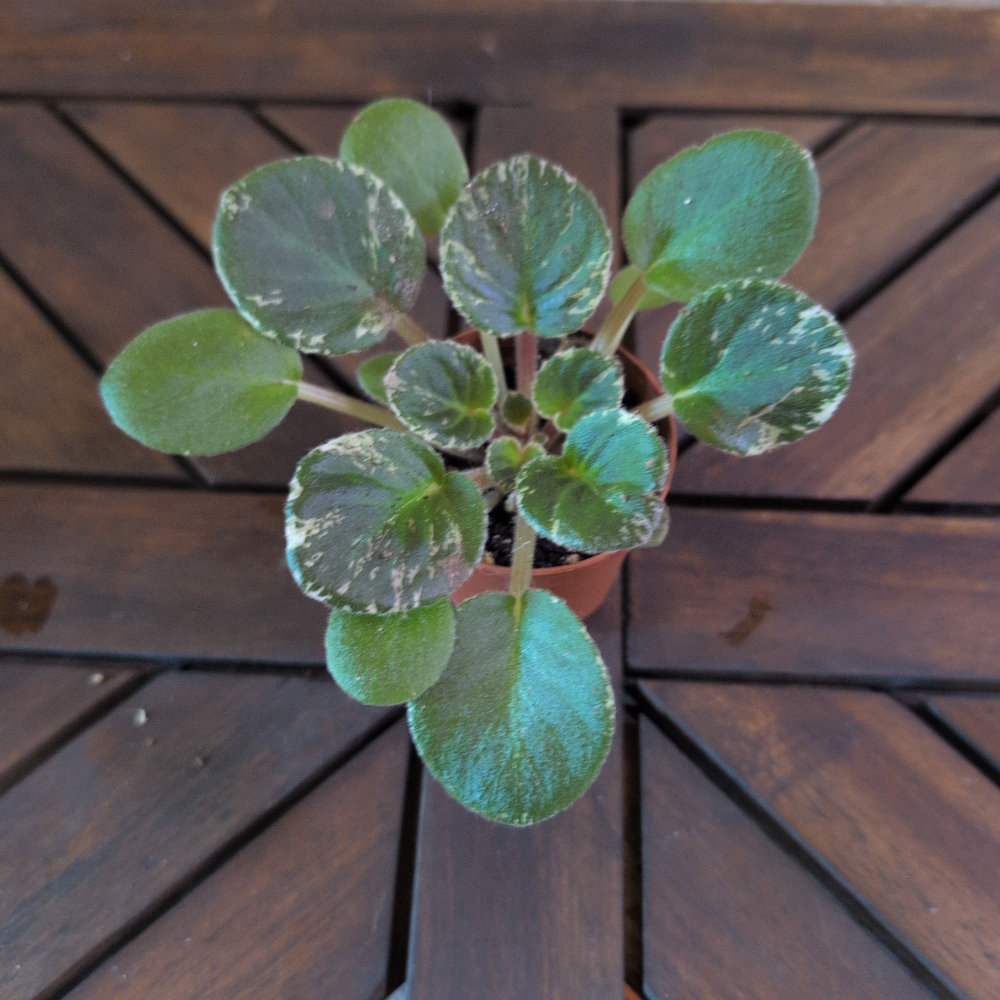 Photo of the plant species Mini African Violet by @MariSass named African Violet Cajun Lil Love Mini on Greg, the plant care app