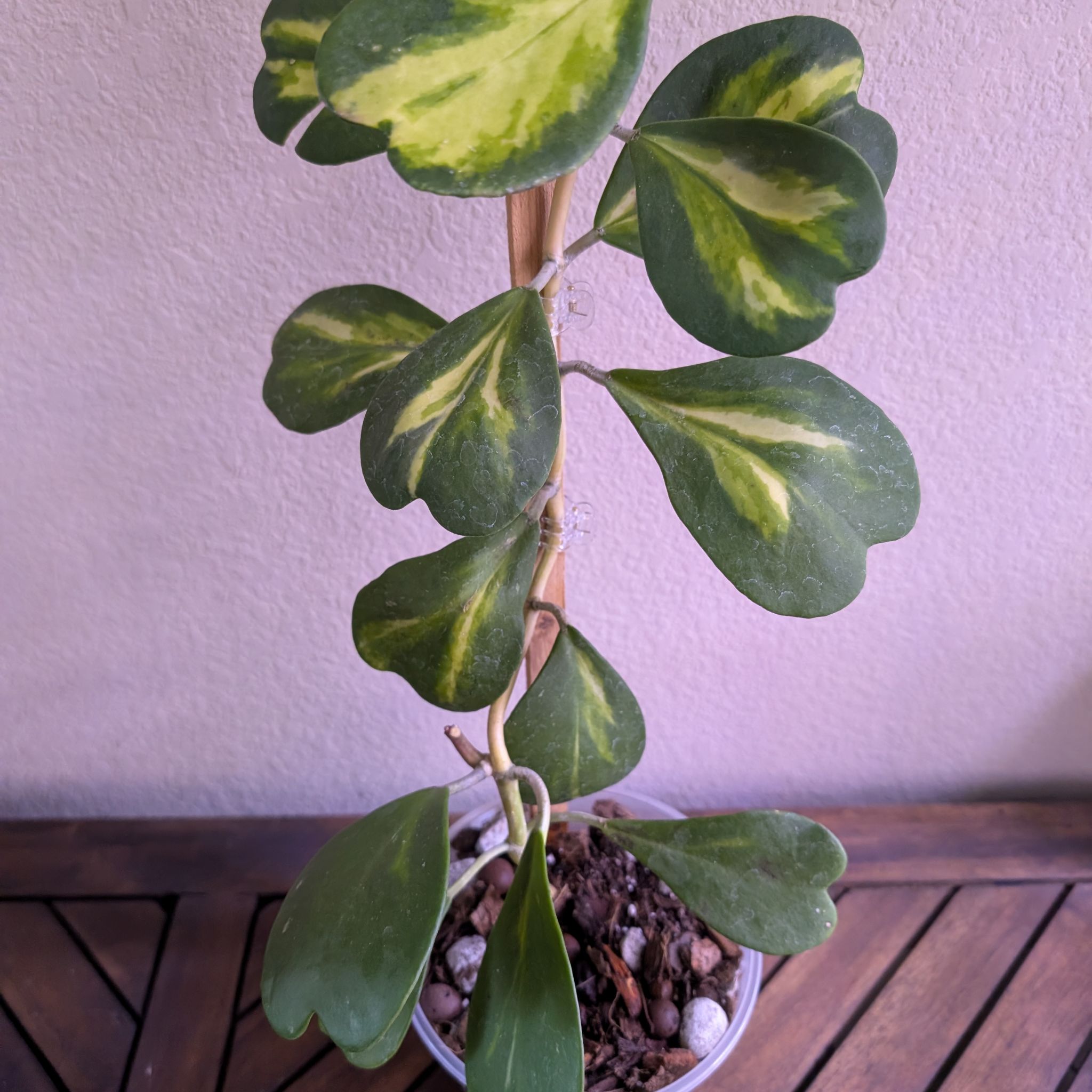 Photo of the plant species reverse variegataed hoya kerri by @MariSass named Hoya Kerri Reverse Variegated on Greg, the plant care app