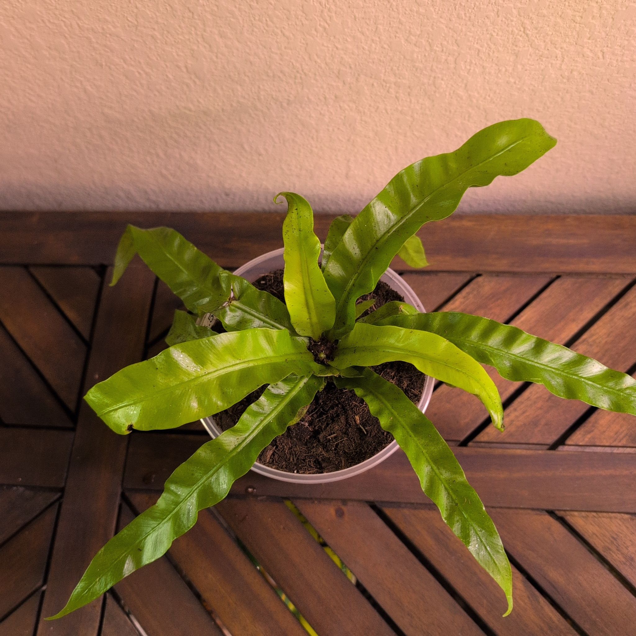 Photo of the plant species Bird's Nest Fern 'Hurricane' by @MariSass named Fern Hurricane on Greg, the plant care app