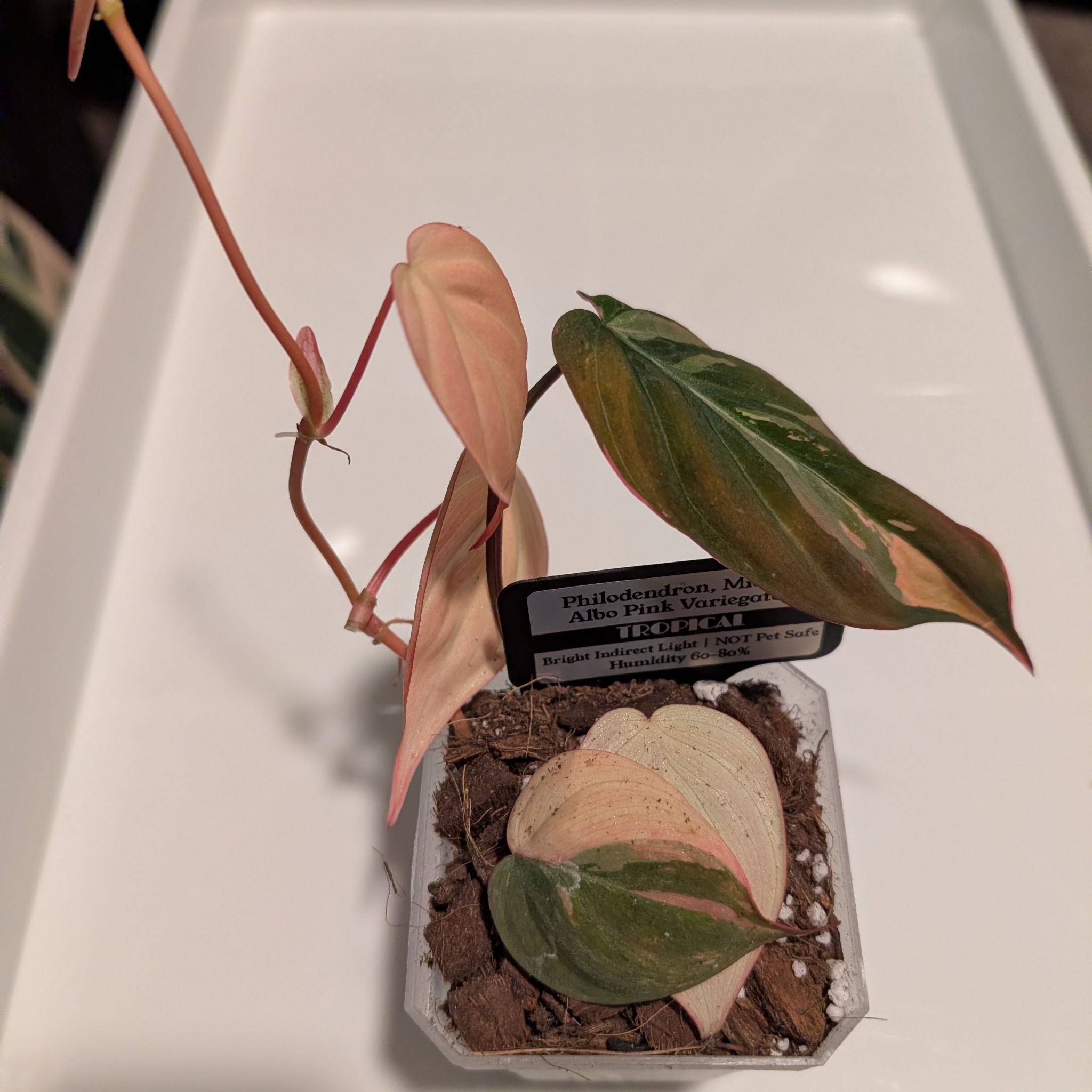 Photo of the plant species Philodendron micans 'Albo Pink' by @MariSass named Philodendron Micans Albo Pink Variegated on Greg, the plant care app
