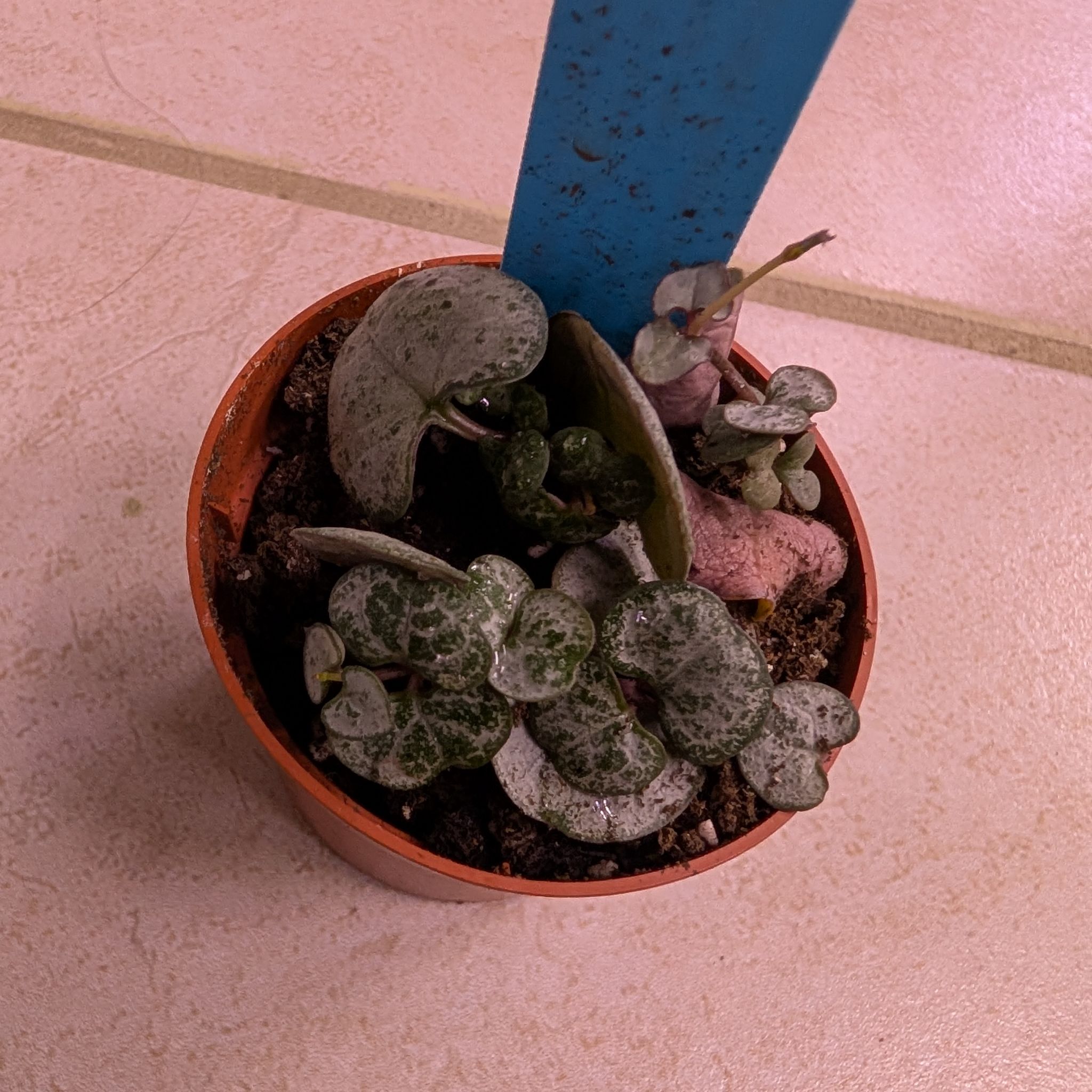 Photo of the plant species String of Hearts 'Silver Glory' by @MariSass named String of Hearts Silver Glory on Greg, the plant care app