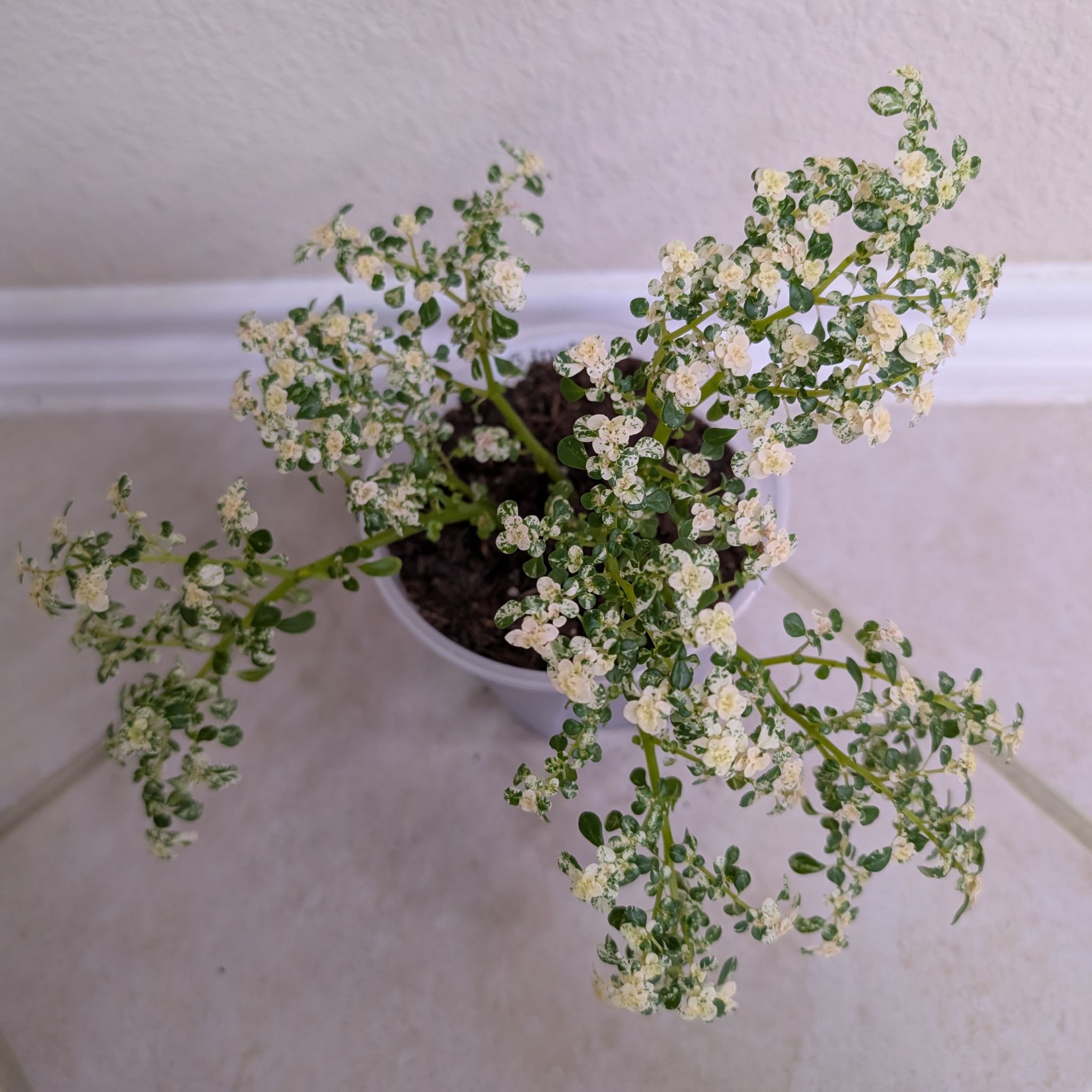 Photo of the plant species artillery plant by @MariSass named Pilea Snow Capped Artillery Plant on Greg, the plant care app