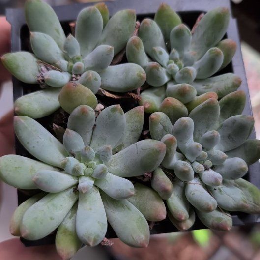 Photo of the plant species Jeweled Crown by @MariSass named Little Jewel on Greg, the plant care app