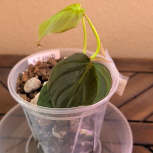 Photo of the plant species Philodendron lupinum by @MariSass named Philodendron Lupinum on Greg, the plant care app