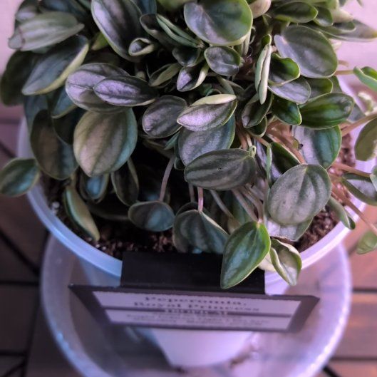Photo of the plant species Peperomia 'Royal Princess' by @MariSass named Peperomia Royal Princess on Greg, the plant care app