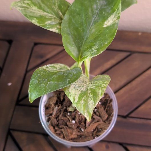 Photo of the plant species Variegated Epipremnum pinnatum by @MariSass named Pothos Dragon Tail Plant Marble on Greg, the plant care app