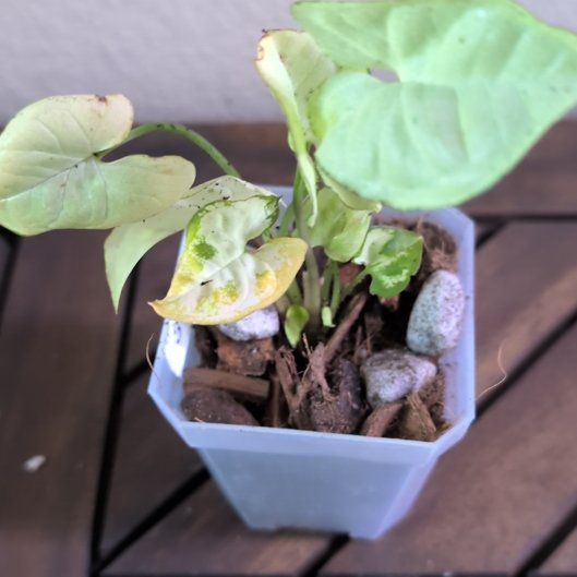 Photo of the plant species Syngonium 'Moonshine' by @MariSass named Syngonium Moonshine on Greg, the plant care app
