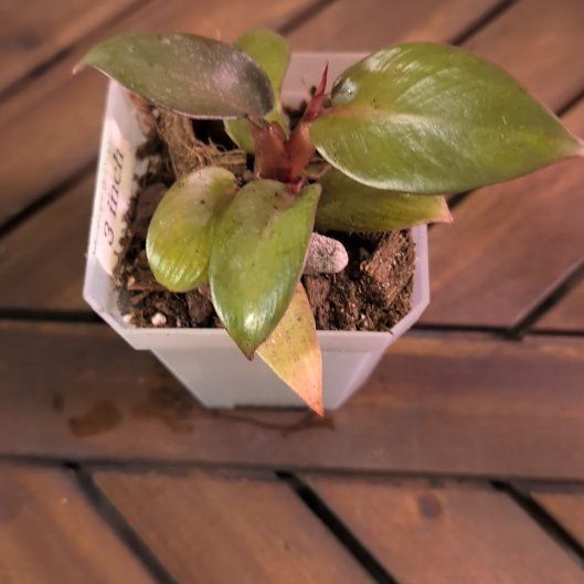 Photo of the plant species Royal Queen Philodendron by @MariSass named Philodendron Royal Queen on Greg, the plant care app