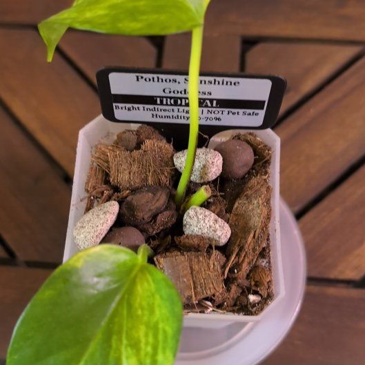 Photo of the plant species Sunshine Goddess Pothos by @MariSass named Pothos Sunshine Goddess on Greg, the plant care app
