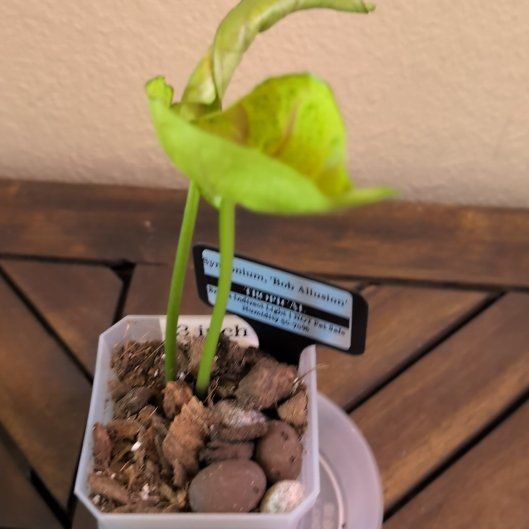 Photo of the plant species Bob Allusion Arrowhead Plant by @MariSass named Syngonium Bob Allusion on Greg, the plant care app