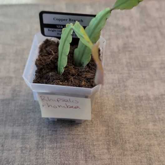Photo of the plant species Copper Branch by @MariSass named Copper branch on Greg, the plant care app
