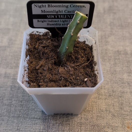 Photo of the plant species Night Blooming Cereus by @MariSass named Night Blooming Cereus on Greg, the plant care app