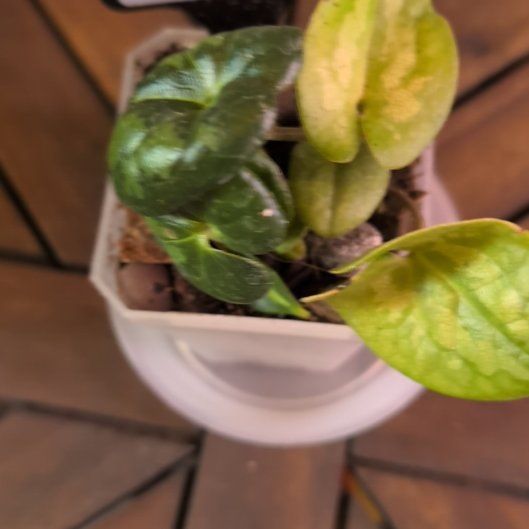 Photo of the plant species Ling Ling Panda Face Ginger by @MariSass named Panda Face Ginger on Greg, the plant care app