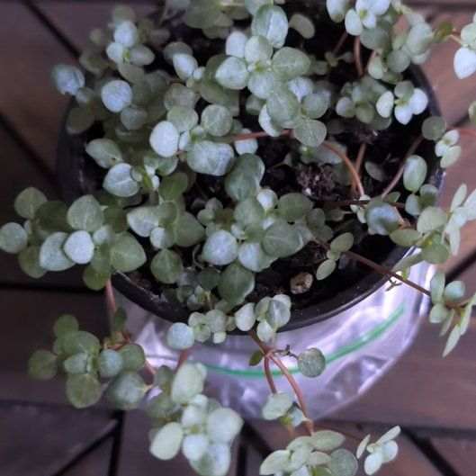 Photo of the plant species Pilea 'Silver Sparkle' by @MariSass named Pilea Silver Sparkle on Greg, the plant care app