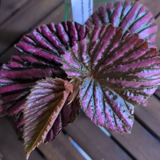 Photo of the plant species Exotica Begonia by @MariSass named Begonia Exotica on Greg, the plant care app