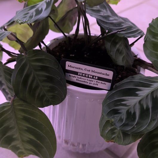 Photo of the plant species Cat Moustache by @MariSass named Maranta Cat Moustache on Greg, the plant care app