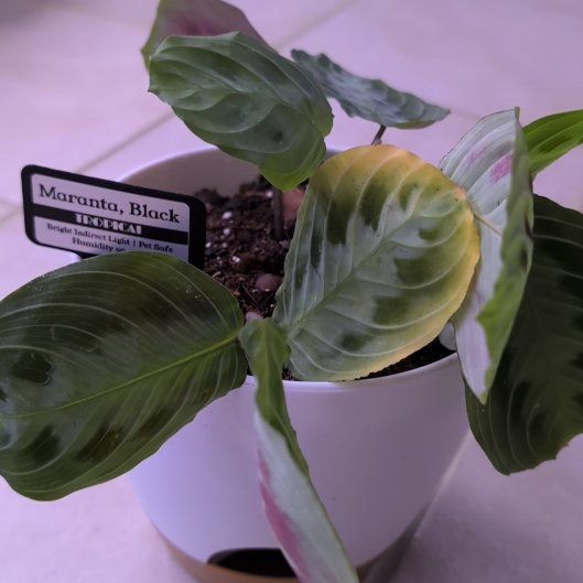 Photo of the plant species Black Prayer Plant by @MariSass named Maranta, Black on Greg, the plant care app