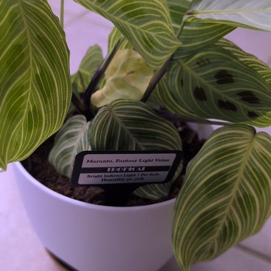 Photo of the plant species Maranta Light Veins by @MariSass named Maranta, Fantasy Light Veins on Greg, the plant care app