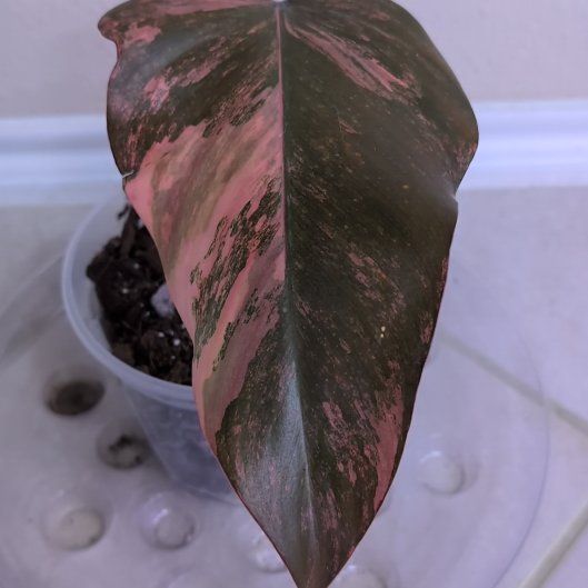 Photo of the plant species pink princess marble galaxy by @MariSass named Philodendron Strawberry Shake on Greg, the plant care app