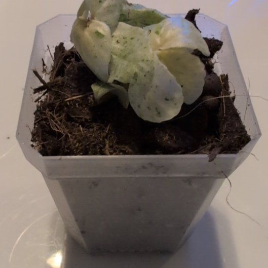 Photo of the plant species Watermelon Begonia by @MariSass named Watermelon Pellionia Variegated on Greg, the plant care app