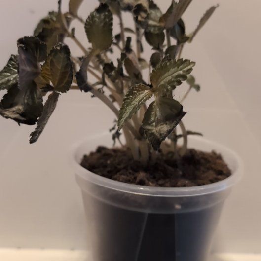 Photo of the plant species Pilea Spruceana by @MariSass named Pilea Silver Tree on Greg, the plant care app