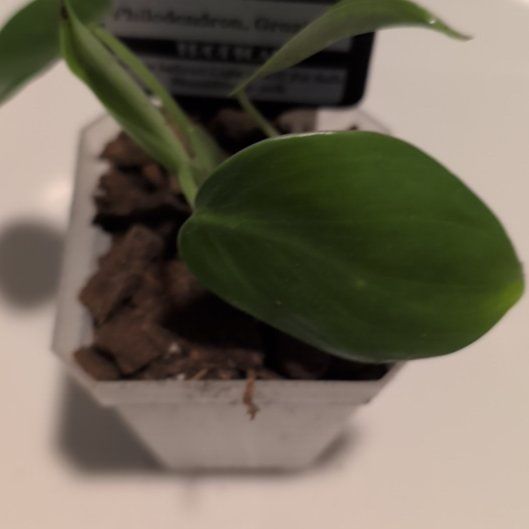 Photo of the plant species Philodendron grazielae by @MariSass named Philodendron Grazielae on Greg, the plant care app