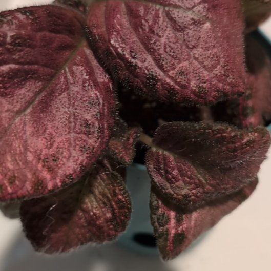 Photo of the plant species Episcia 'Alice's Aussie' by @MariSass named Flame Violet Alice Aussie on Greg, the plant care app