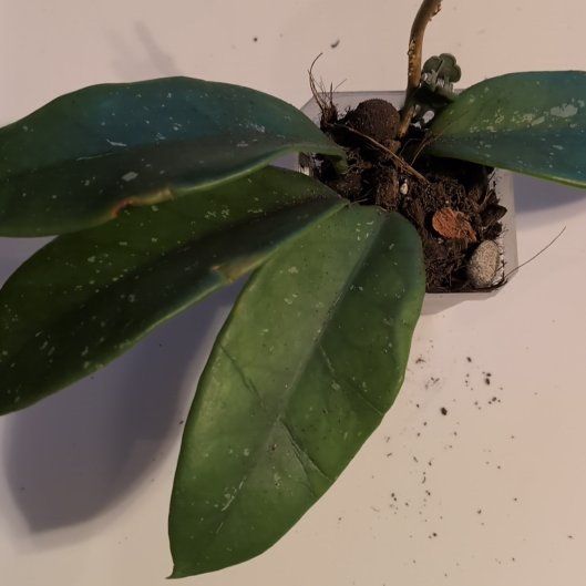 Photo of the plant species Hoya monetteae by @MariSass named Hoya Monetteae on Greg, the plant care app