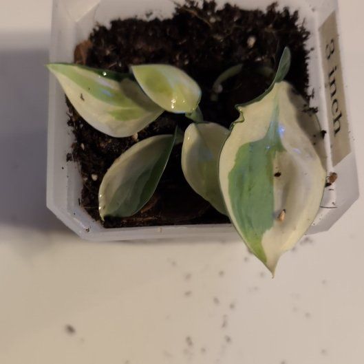 Photo of the plant species Philodendron 'Gabby' by @MariSass named Philodendron Gabby on Greg, the plant care app