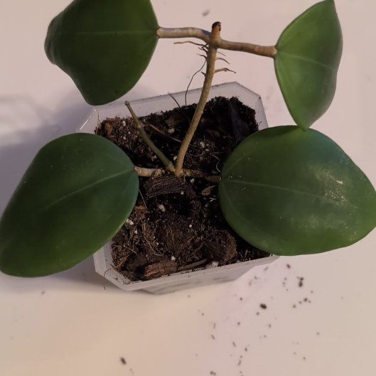 Photo of the plant species Hoya dolichosparte by @MariSass named Hoya Dolichosparte Pink on Greg, the plant care app