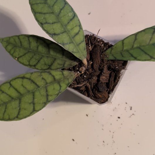 Photo of the plant species Hoya kalimantan by @MariSass named Hoya Kalimantan on Greg, the plant care app