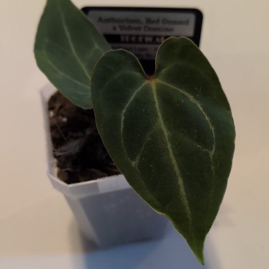 Photo of the plant species Anthurium Red Gunsal by @MariSass named Anthurium, Red Gunsal x Velvet Domino on Greg, the plant care app