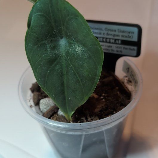 Photo of the plant species Alocasia 'Green Unicorn' by @MariSass named Alocasia Green Unicorn on Greg, the plant care app