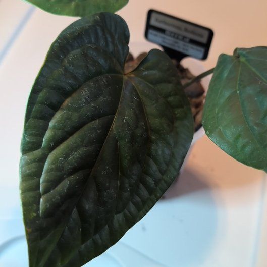 Photo of the plant species Radicans Anthurium by @MariSass named Anthurium Radicans on Greg, the plant care app