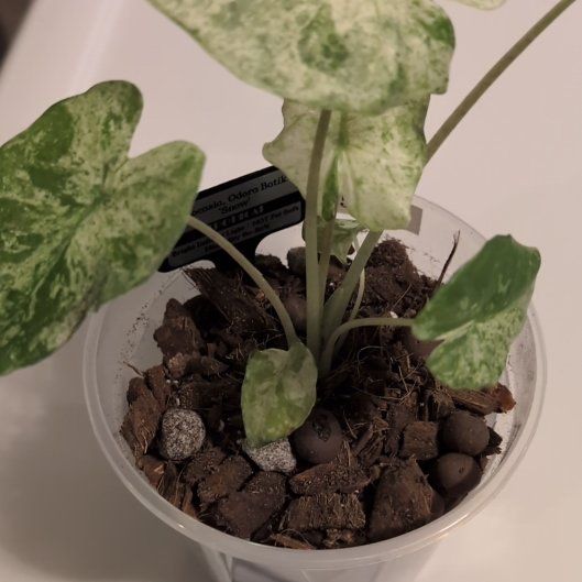 Photo of the plant species Alocasia Batik 'Blizzard' by @MariSass named Alocasia Batik Snow on Greg, the plant care app