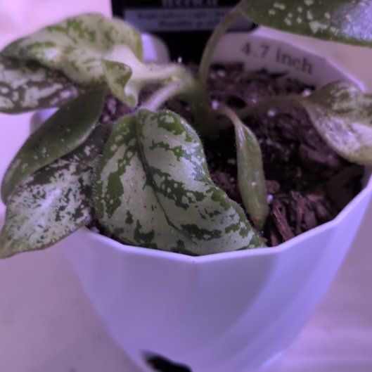 Photo of the plant species Michaelmoelleria vietnamensis by @MariSass named African Violet Vietnam Violet on Greg, the plant care app