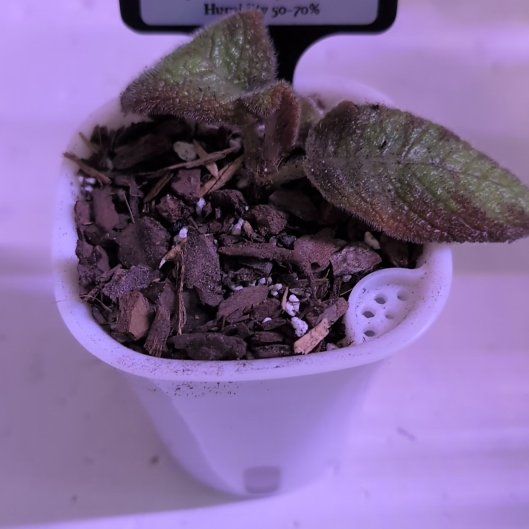 Photo of the plant species Flame Violet 'Emerald Velvet' by @MariSass named Flame Violet Green Emerald Velvet on Greg, the plant care app
