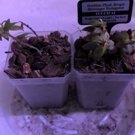 Photo of the plant species Columnea 'Broget Stavanger' by @MariSass named Goldfish Broget Stavanger on Greg, the plant care app
