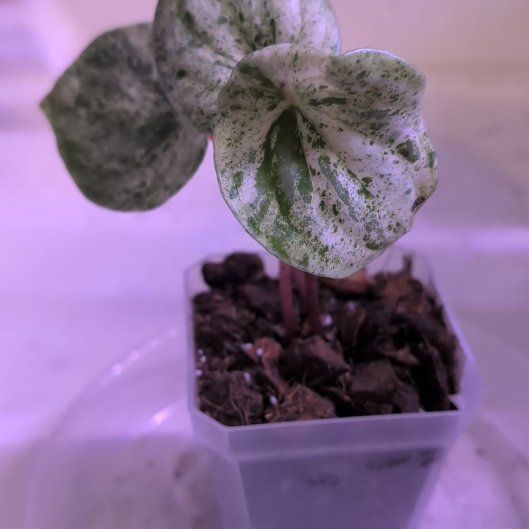 Photo of the plant species Peperomia Gold Dust Woman by @MariSass named Peperomia Watermelon Gold Dust on Greg, the plant care app