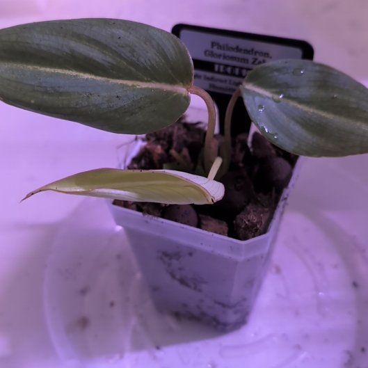 Photo of the plant species Philodendron Gloriosum Zebra by @MariSass named Philodendron Gloriosum Zebra on Greg, the plant care app