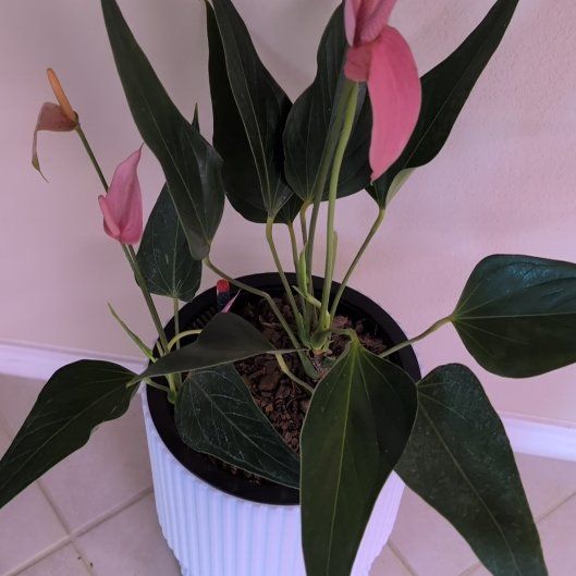 Photo of the plant species Anthurium 'Pink Flamingo' by @MariSass named Anthurium Pink Flamingo on Greg, the plant care app