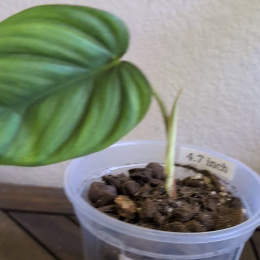 Photo of the plant species Philodendron sp Colombia by @MariSass named Philodendron sp Colombia on Greg, the plant care app