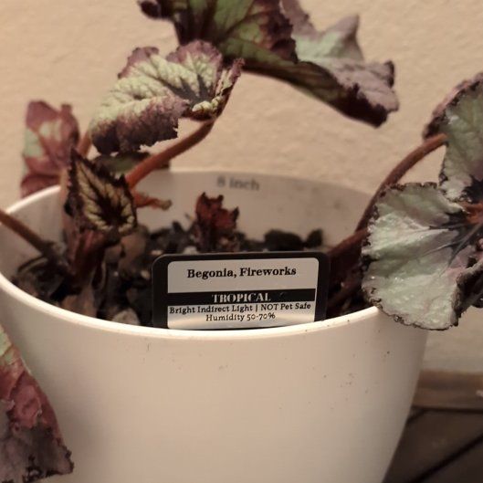 Photo of the plant species Begonia Fireworks by @MariSass named Begonia Rex Fireworks on Greg, the plant care app