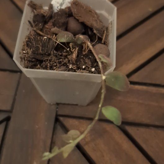Photo of the plant species Flying Goldfish Plant by @MariSass named Goldfish Plant Flying on Greg, the plant care app