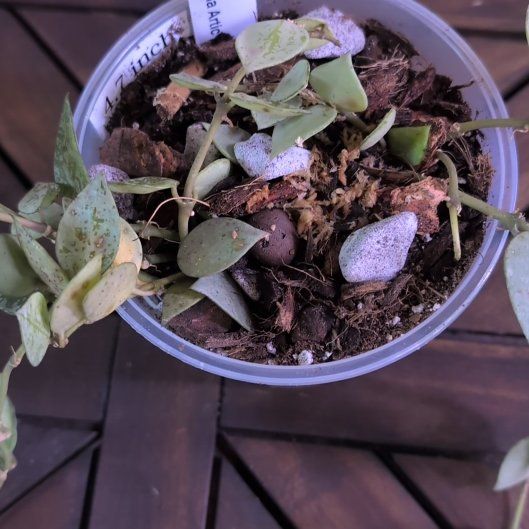 Photo of the plant species Hoya 'Eskimo' by @MariSass named Hoya Krohniana Artic on Greg, the plant care app