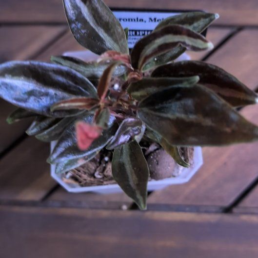 Photo of the plant species Red Tree by @MariSass named Peperomia Metallica on Greg, the plant care app