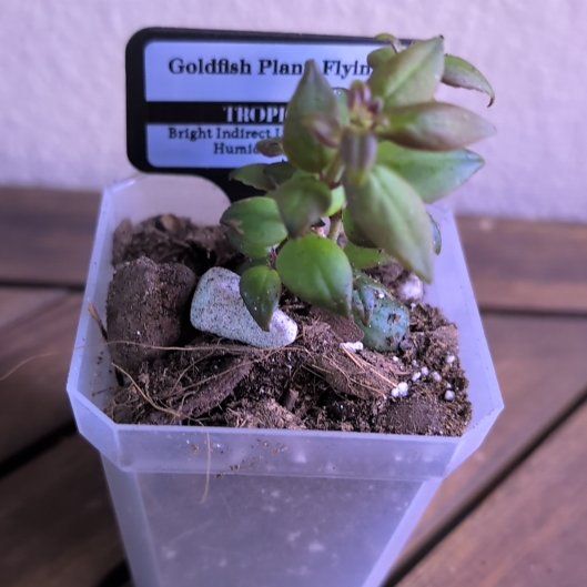 Photo of the plant species Flying Goldfish Plant by @MariSass named Goldfish Plant Flying on Greg, the plant care app